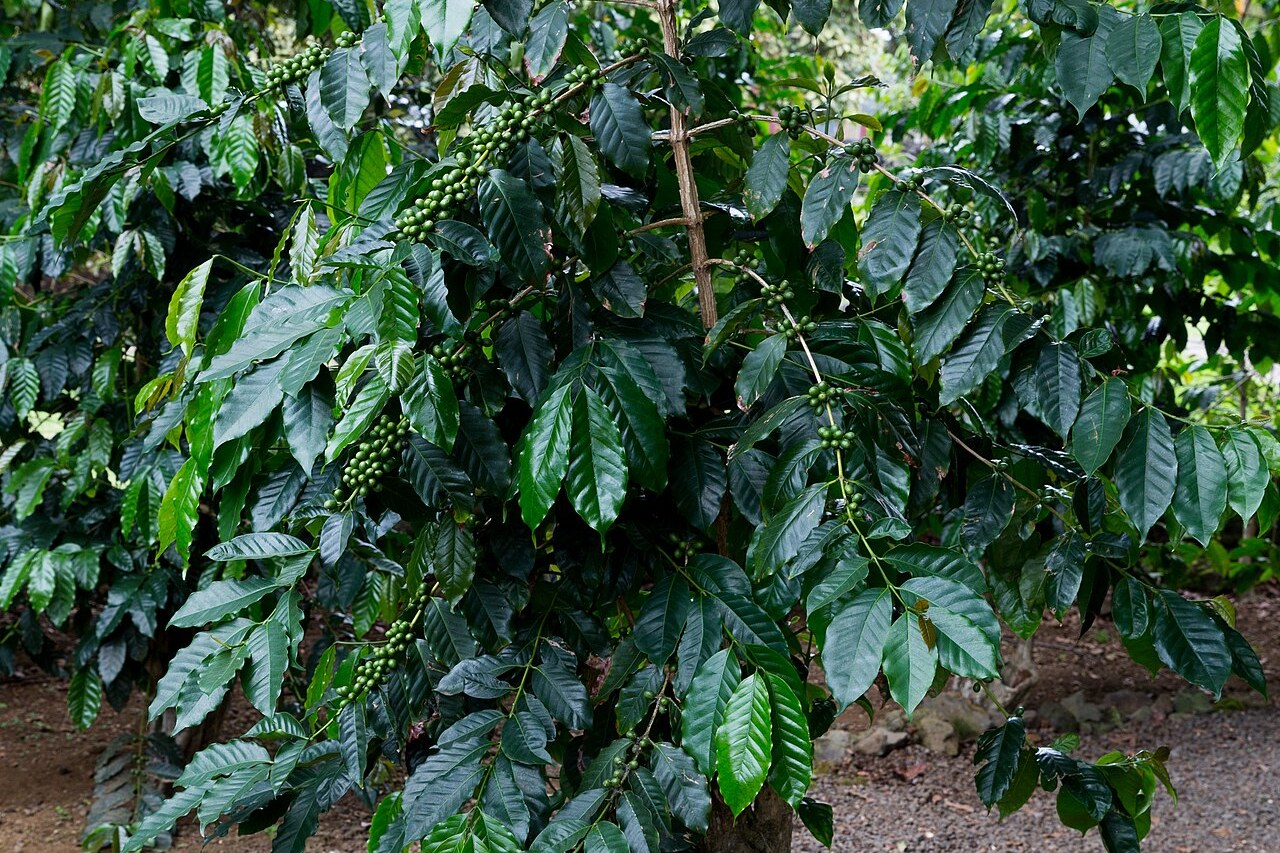 Best Kona Coffee Farm Tour (2026): Which Farm to Book and Which Are Free