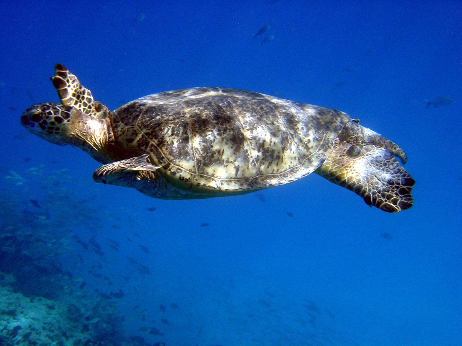 Best Kona Snorkel Tours (2026): Morning vs Afternoon Boats
