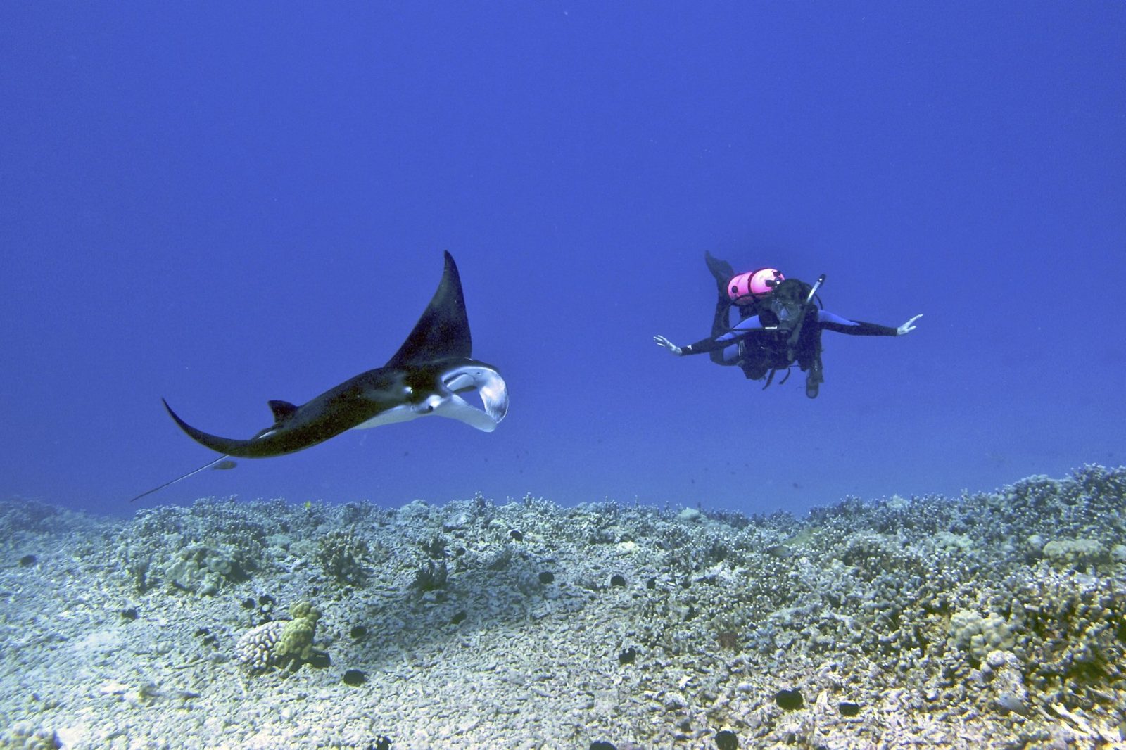 Manta Ray Snorkel vs Dive in Kona (2026) — Which Is Actually Better?