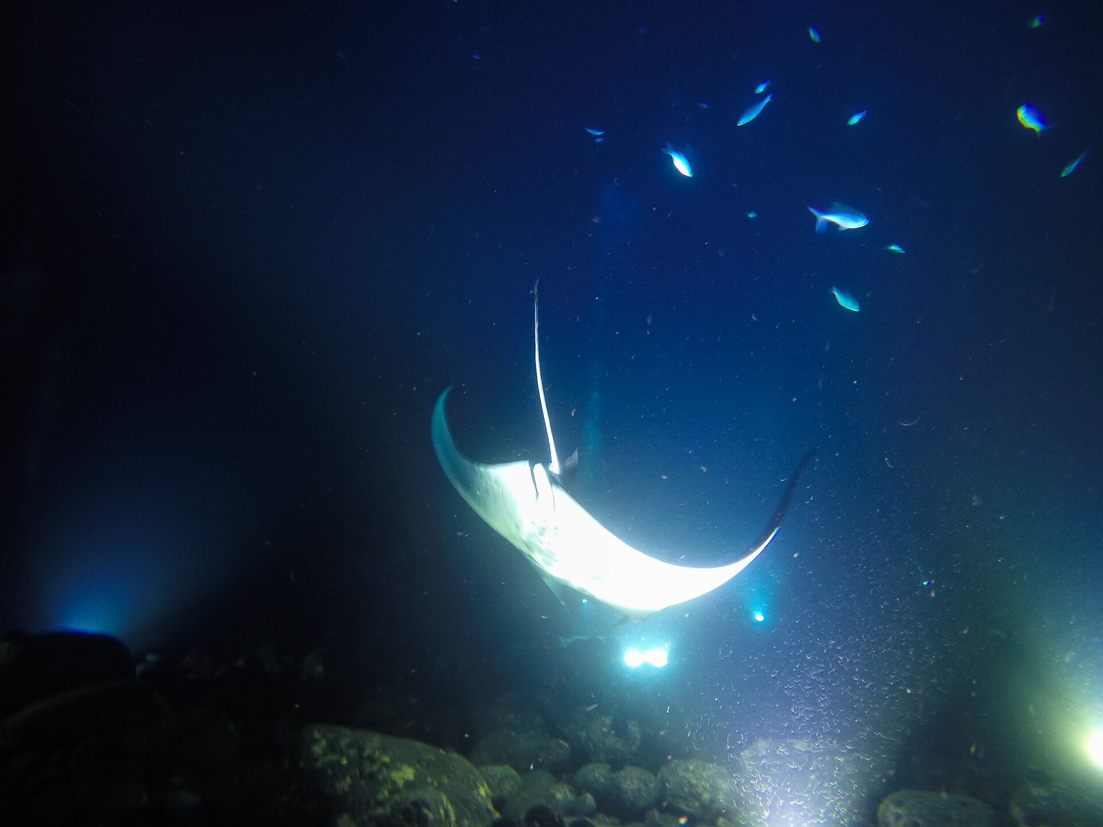 Small-Group Manta Ray Night Snorkel Operators in Kona (2026) — Village vs Heaven