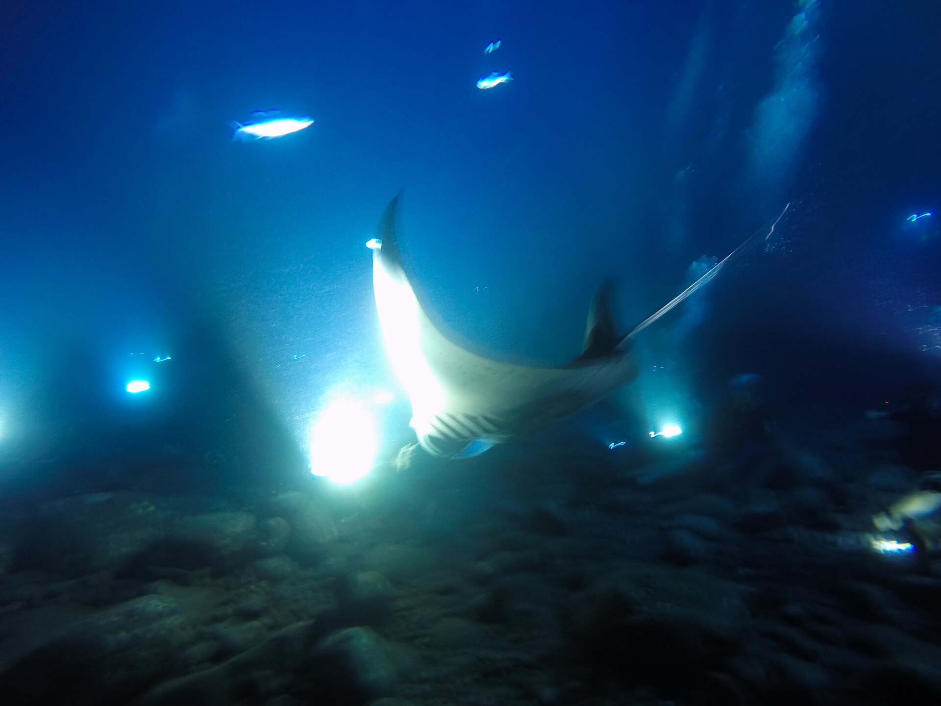 Is the Manta Ray Night Snorkel in Kona Safe? (2026)