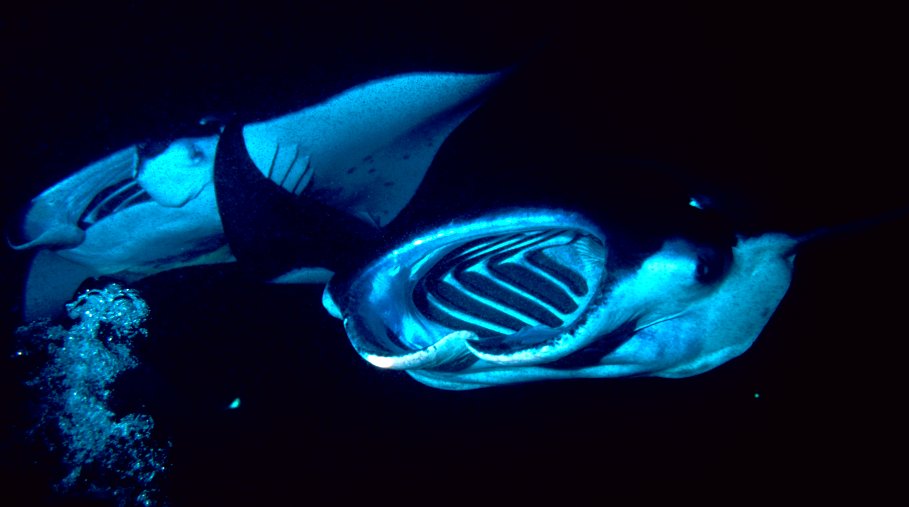 Best Time of Year for the Manta Ray Night Snorkel in Kona (2026)