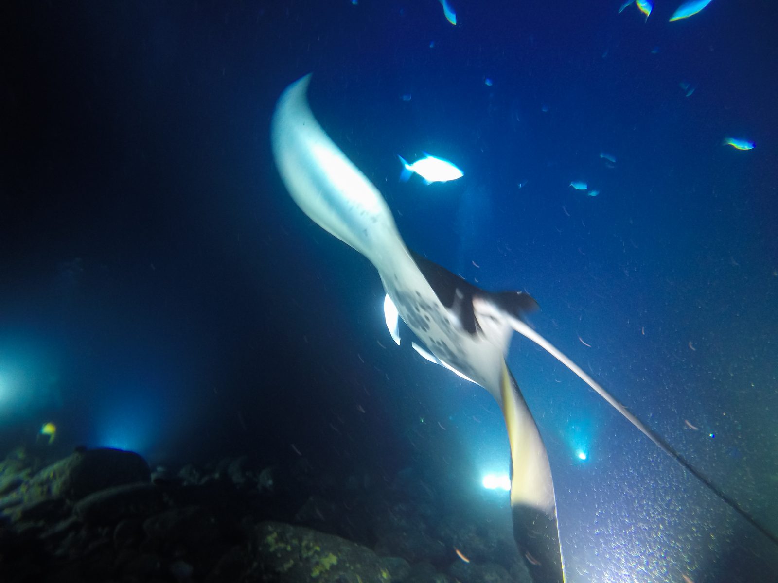Manta Ray Statistics and Facts: Kona, Hawaii (2026)