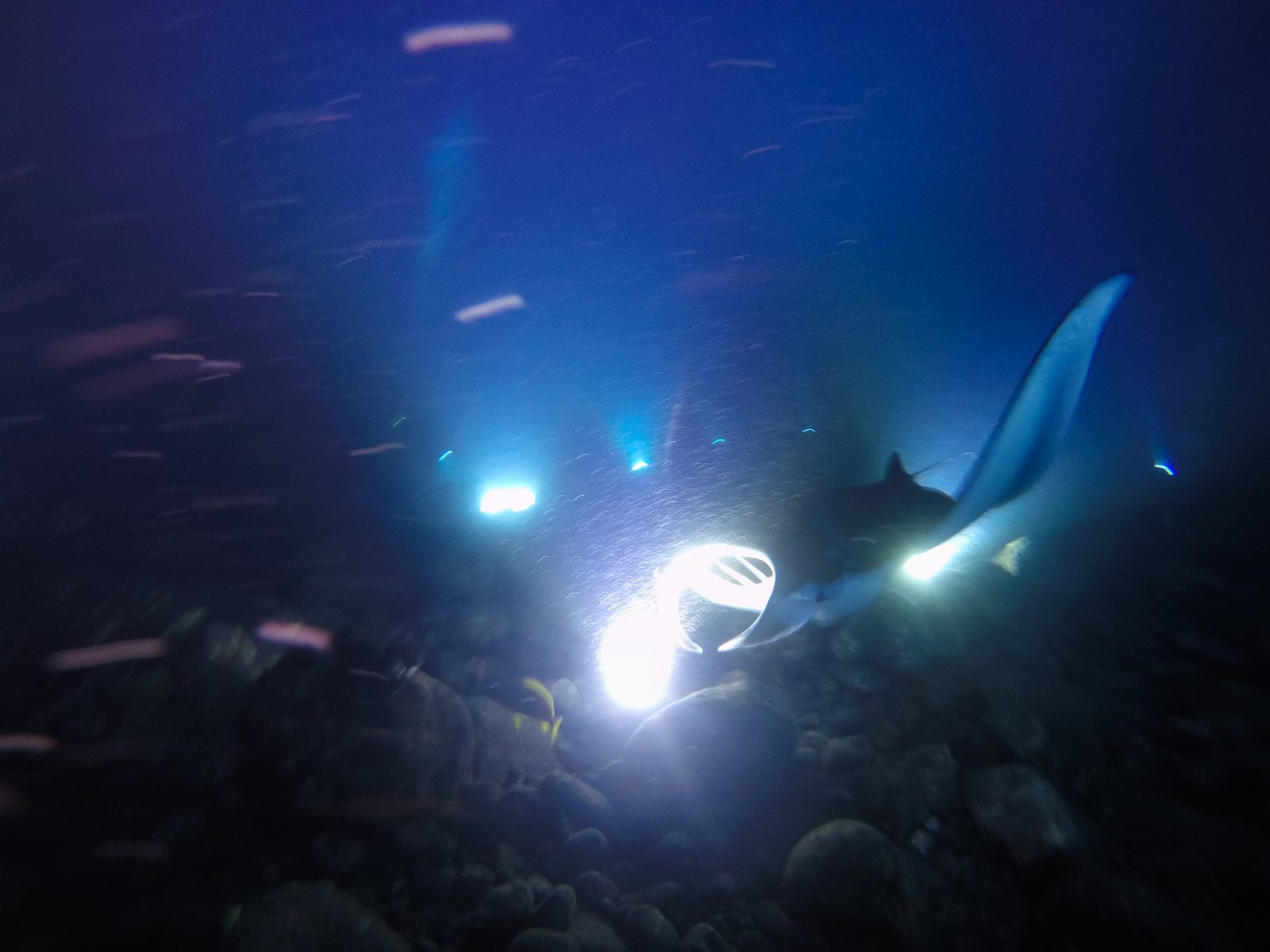 Do You Need a Tour for Manta Ray Snorkeling in Kona? (2026)