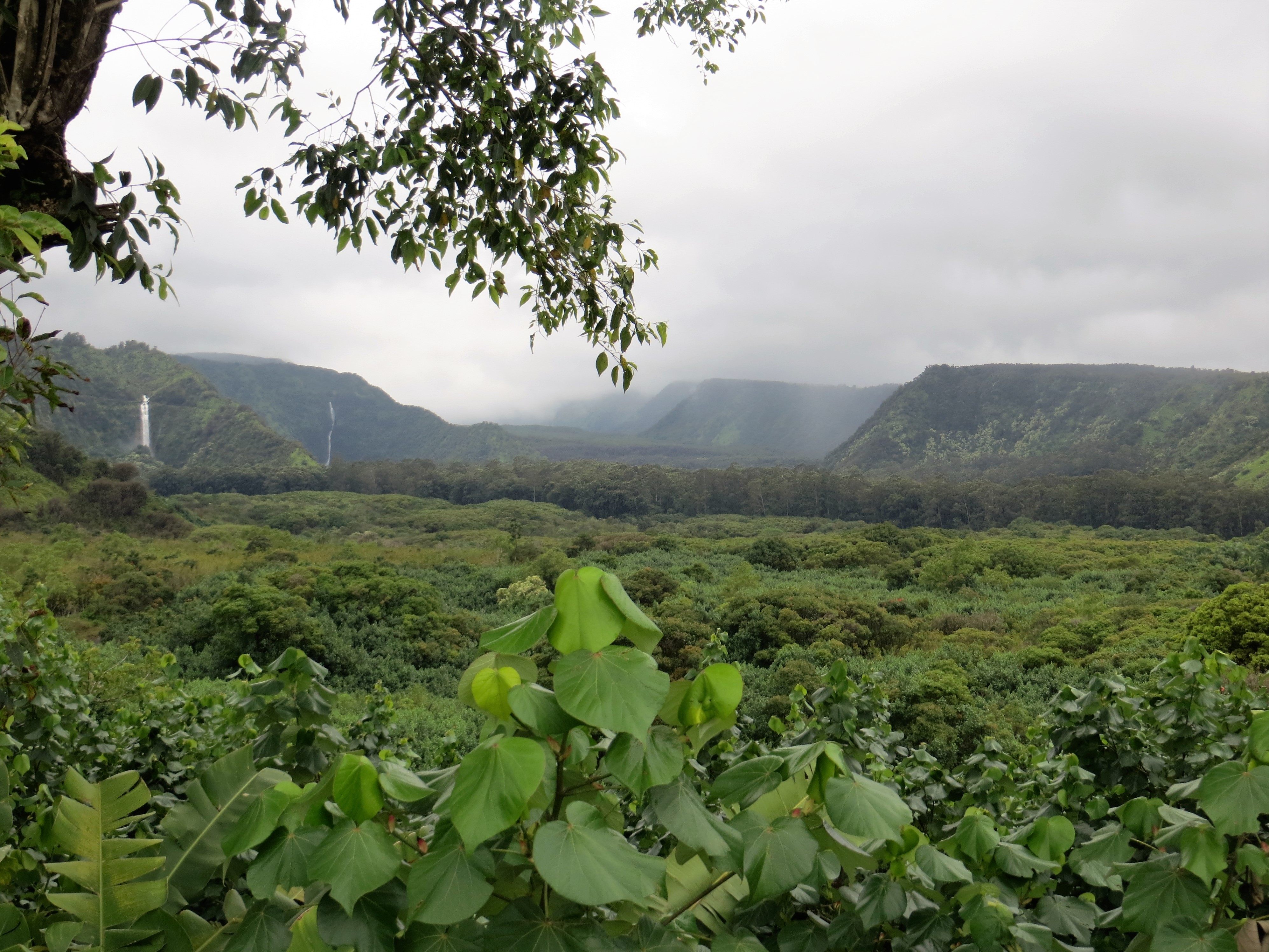 Best Road to Hana Tour Company (2026) — 4 Compared