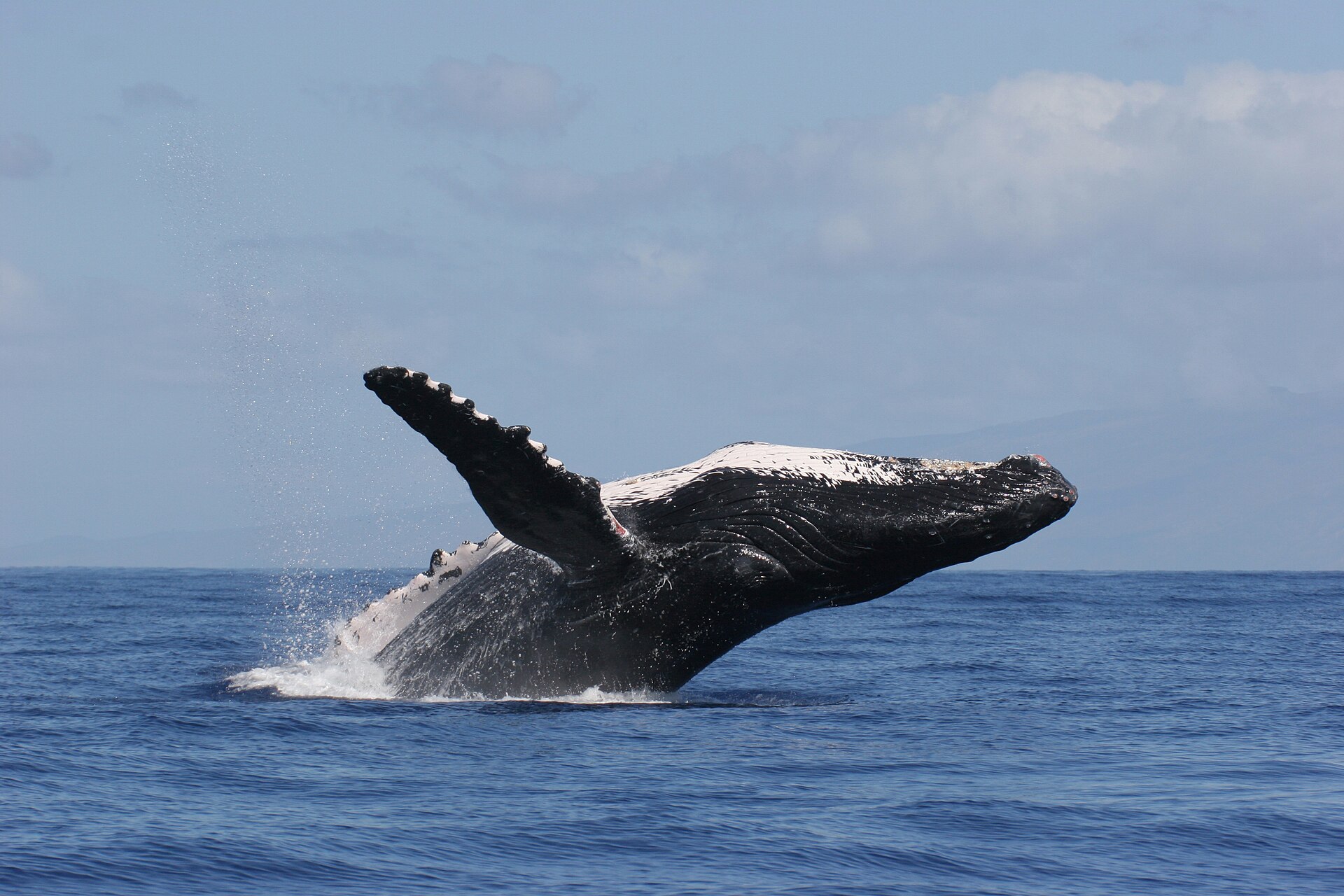 Best Hawaiian Island for Whale Watching (2026), All Four Islands Ranked